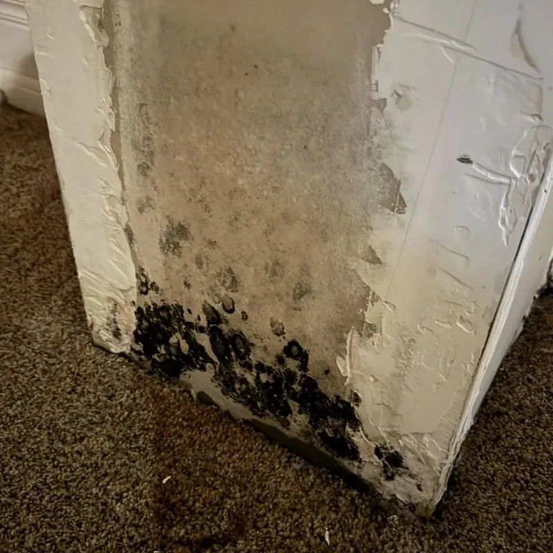 Professional Mold Removal in Thomas County, KS